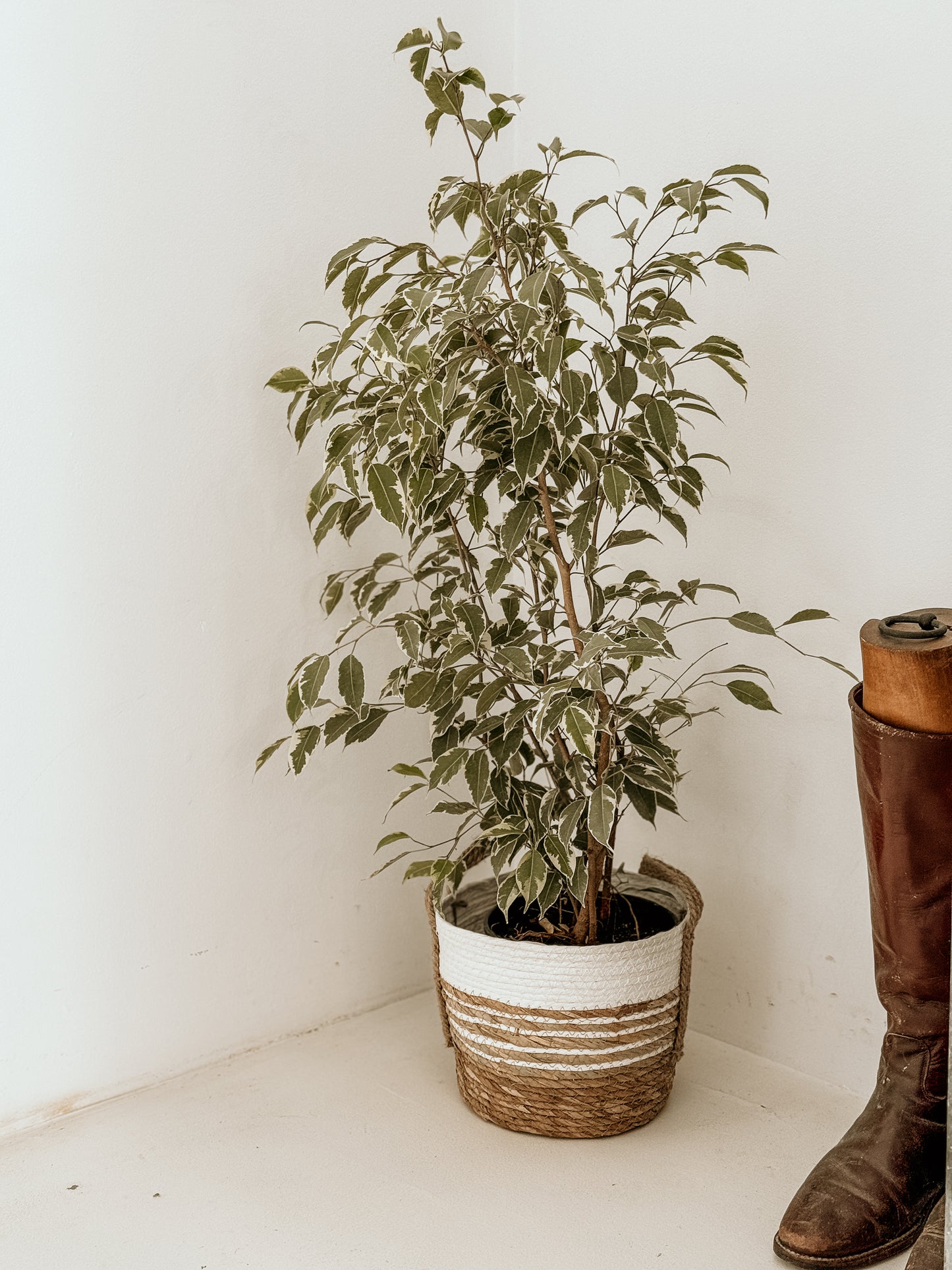 Vanilla Swirl Basket | Large