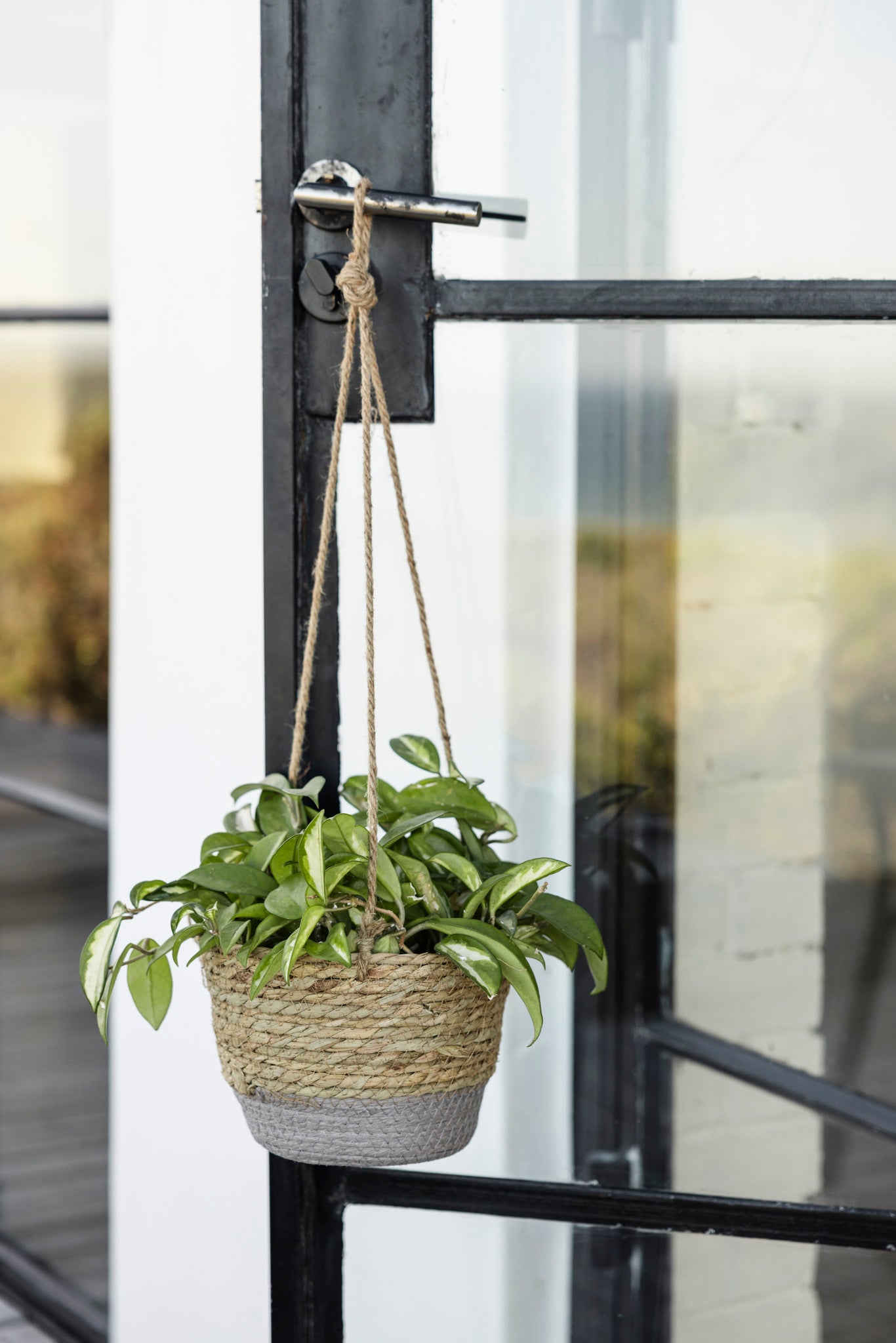 Hang Ten Basket Plant Hanger