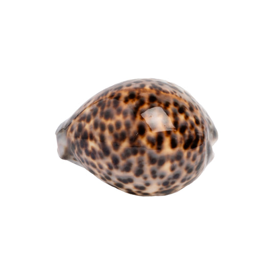 Tigris Shell