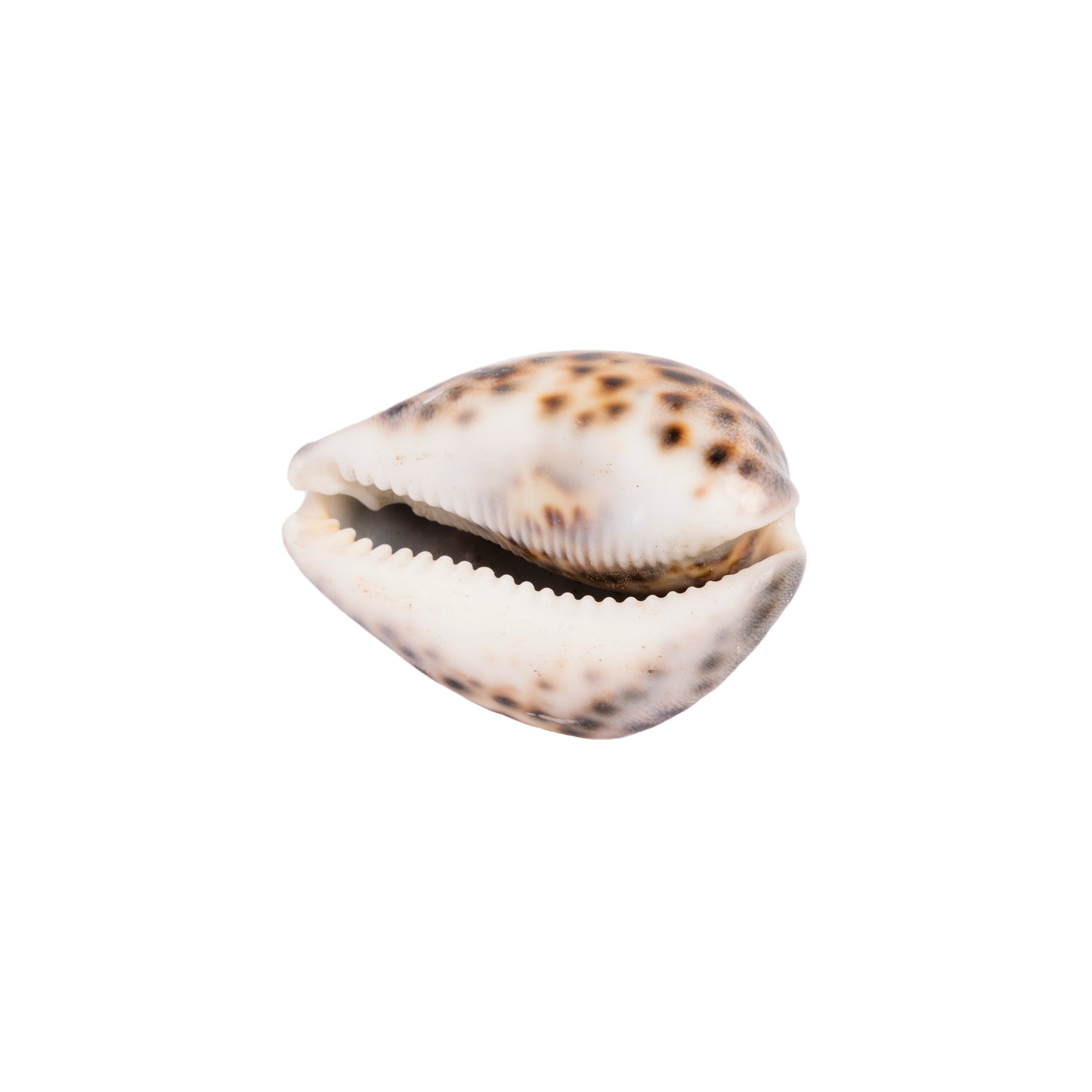 Tigris Shell